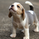 Image for article titled Last Call: Adoptable puppies named for Taco Bell foods are today’s internet blessing
